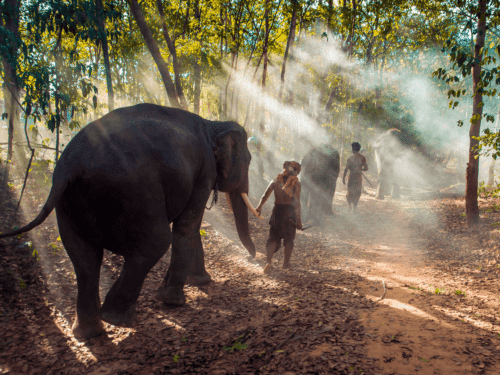 Elephant Sanctuary in Phuket: Caretakers leading elephants through a serene forest trek in Phuket, Thailand.