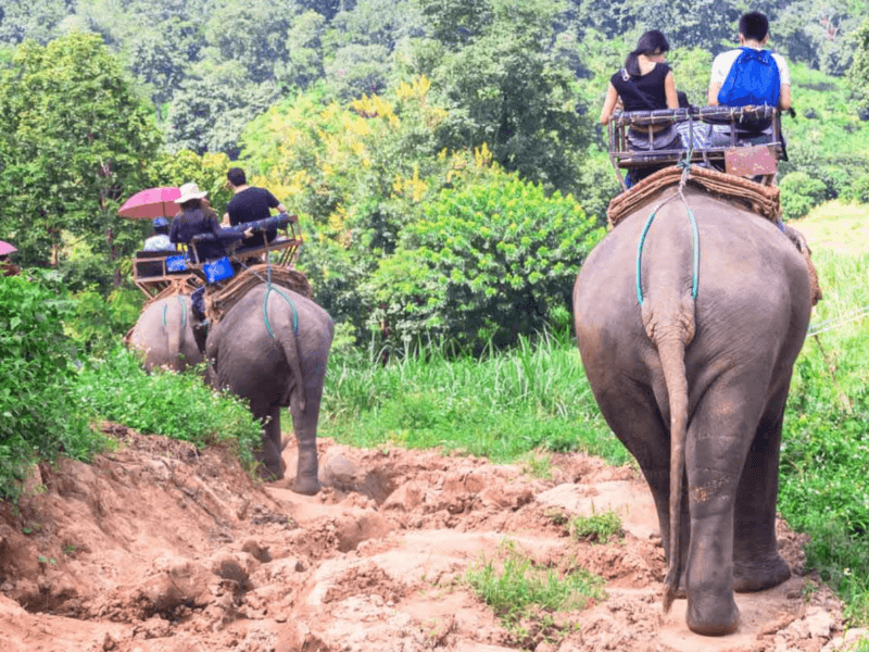 Tourists enjoying an elephant trekking experience through a scenic jungle path in Phuket, surrounded by vibrant greenery and natural beauty.