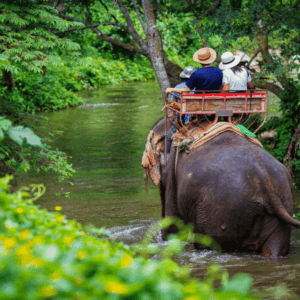 Elephant trekking in phuket: Tourists enjoying an elephant trekking tour through a scenic river trail surrounded by lush greenery in Phuket.