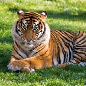 Phuket Tiger Encounter: Bengal tiger resting on green grass in sunlight.