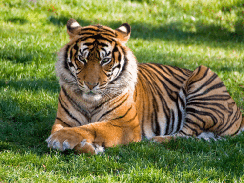 Phuket Tiger Encounter: Bengal tiger resting on green grass in sunlight.