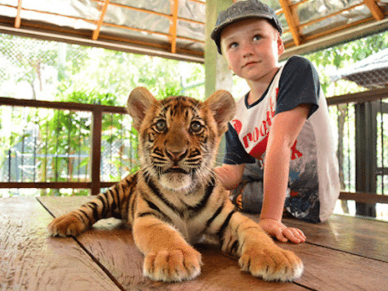 Young boy sitting beside a tiger cub at a wildlife park.