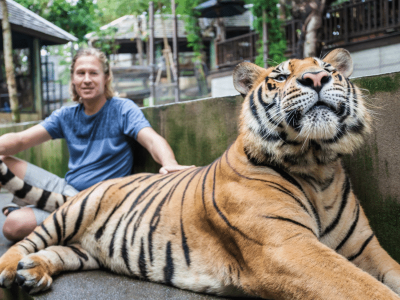 Man sitting beside a Bengal tiger in a wildlife park.