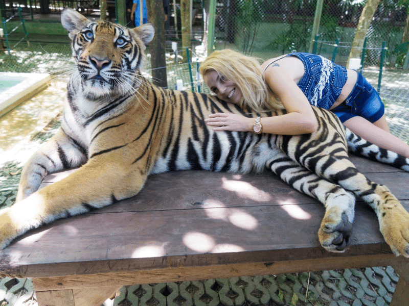 Woman hugging a Bengal tiger at a wildlife park.