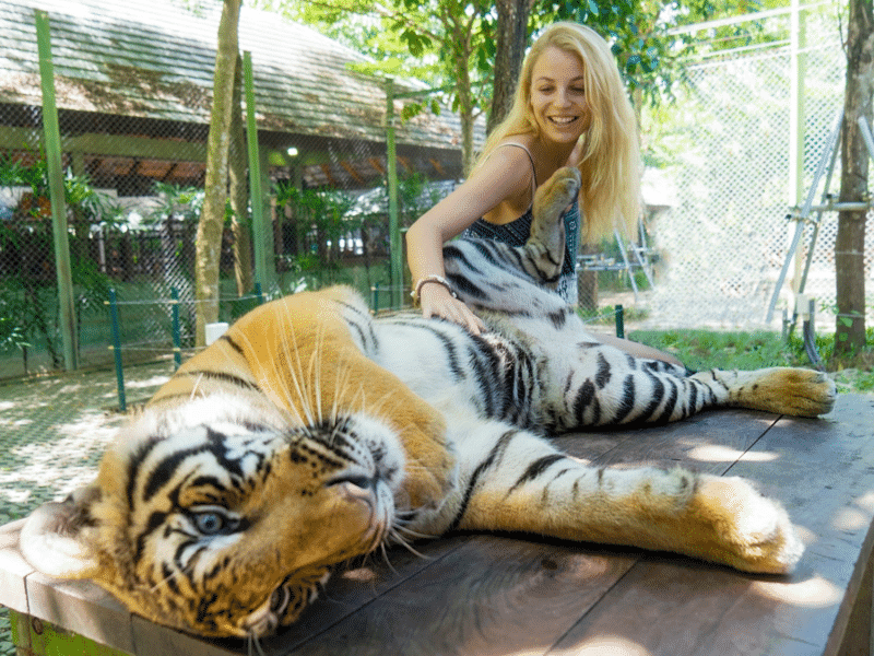 Woman playing with a Bengal tiger at a wildlife park.