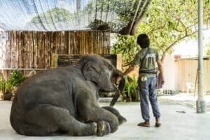 Phuket elephant sanctuaries: Caretaker bonding with baby elephant in Phuket sanctuary